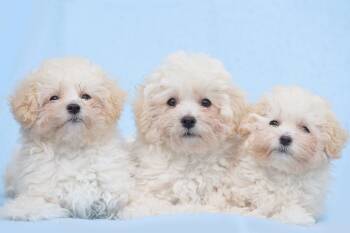 Rosebud: Petal -  Maltese and Poodle Dog for Adoption in Palo Alto, California - Rosebud: Petal | PetCurious