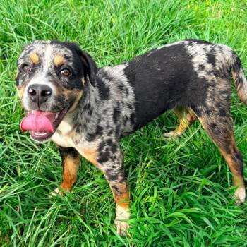 Catahoula Leopard Dog and None Dogs Available for Adoption in Hackett, Arkansas - Gatsby | PetCurious