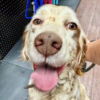 English Setter Dogs Available for Adoption in Little Rock, Arkansas - Lester | PetCurious
