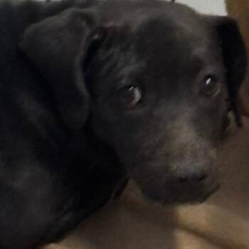 Chihuahua Dogs Available for Adoption in Casa Grande, Arizona - Velma | PetCurious
