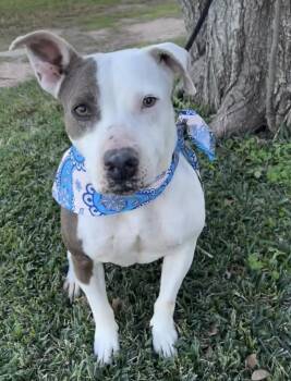 Allie -  Pit Bull Terrier Dog for Adoption in Denver, Colorado - Allie | PetCurious
