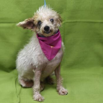 Nadine -  Miniature Poodle Dog for Adoption in Los Angeles, California - Nadine | PetCurious