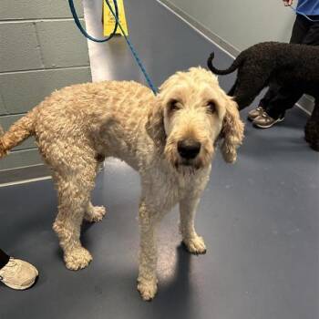 Sir Doodle -  Standard Poodle and Mixed Breed Dog for Adoption in Greensboro, North Carolina - Sir Doodle | PetCurious