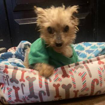 Yorkshire Terrier Dogs Available for Adoption in Houston, Texas - Beanie (Texas City Tx) | PetCurious