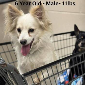 Papillon and Mixed Breed Dogs Available for Adoption - Monty | PetCurious