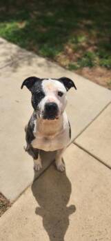 Copper -  Pit Bull Terrier Dog for Adoption in Stanley, Virginia - Copper | PetCurious
