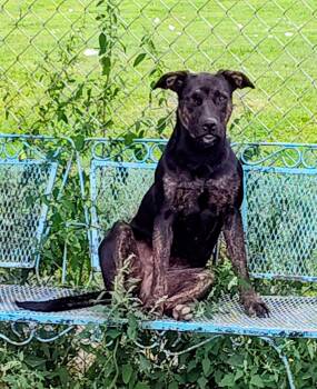 Penta -  Mixed Breed and Plott Hound Dog for Adoption in Marengo, Illinois - Penta | PetCurious