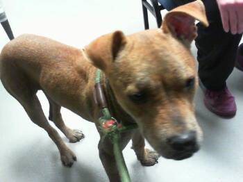BROOKE -  Pit Bull Terrier and Mixed Breed Dog for Adoption in Charlotte, North Carolina - BROOKE | PetCurious
