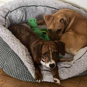 Candy -  Dachshund and Terrier Dog for Adoption in Gloucester Township, New Jersey - Candy | PetCurious