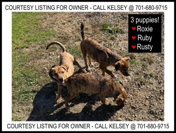 Rusty, Roxie & Ruby - COURTESY LISTING -  Pit Bull Terrier and Australian Cattle Dog Blue Heeler Dog for Adoption in Valley City, North Dakota - Rusty, Roxie & Ruby - COURTESY LISTING | PetCurious