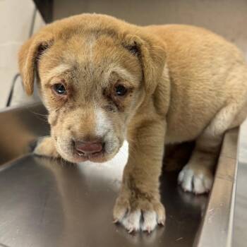 Darren -  Labrador Retriever Dog for Adoption in Birmingham, Alabama - Darren | PetCurious