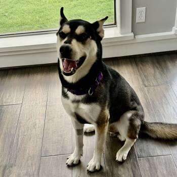 Husky Dogs Available for Adoption in Houston, Texas - Juneau | PetCurious