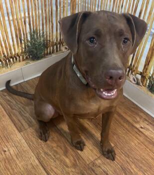 JJ -  Mixed Breed Dog for Adoption in Ocala, Florida - JJ | PetCurious