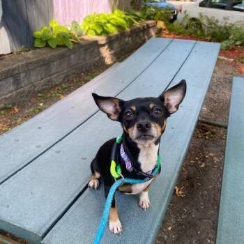 Hestia -  Chihuahua and Dachshund Dog for Adoption in Madison, Wisconsin - Hestia | PetCurious