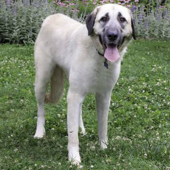 Romy -  Anatolian Shepherd Dog for Adoption in Nashville, Tennessee - Romy | PetCurious