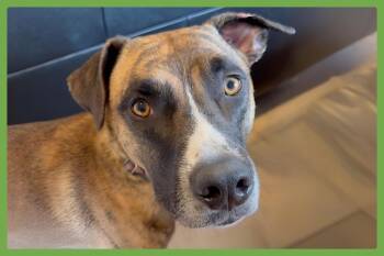 Johnny Cash -  Boxer and Siberian Husky Dog for Adoption in Amherst, Massachusetts - Johnny Cash | PetCurious