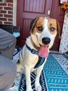 Mayo -  Hound Dog for Adoption in Westwood, New Jersey - Mayo | PetCurious
