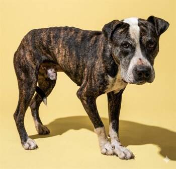 Mixed Breed Dogs Available for Adoption in Jacksonville, Florida - OREO | PetCurious