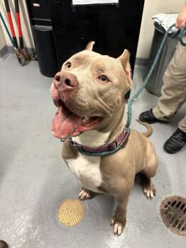 Reina -  American Bully Dog for Adoption in Ashland, Virginia - Reina | PetCurious