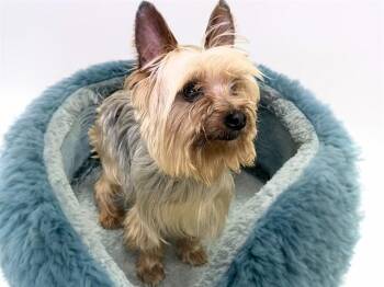 Yorkshire Terrier Dogs Available for Adoption in Fort Lauderdale, Florida - FRANCESCO | PetCurious