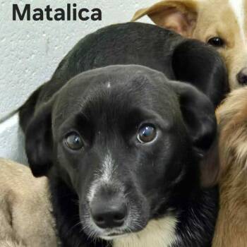 Rescue Feist and Mixed Breed Dogs for Adoption in Milan, Pennsylvania - Metallica | PetCurious