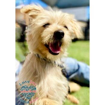 Rescue Terrier Dogs for Adoption in Inglewood, California - Oliver | PetCurious