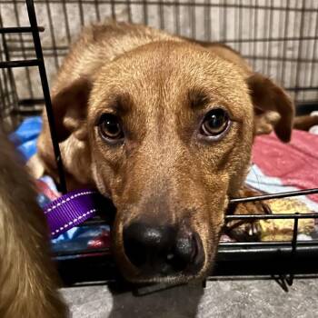 Gracie -  Mixed Breed Dog for Adoption in Peculiar, Missouri - Gracie | PetCurious