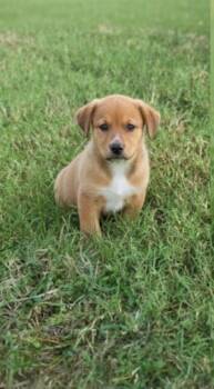 Rescue Labrador Retriever Dogs for Adoption in Harlingen, Texas - TANYA | PetCurious