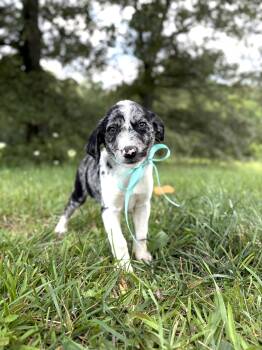 Teddy -  Australian Shepherd and Mixed Breed Dog for Adoption in Gradyville, Kentucky - Teddy | PetCurious