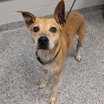 Apache -  Carolina Dog and Mixed Breed Dog for Adoption in Greenville, South Carolina - Apache | PetCurious