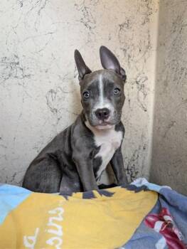 Sapphire A218980 -  Pit Bull Terrier Dog for Adoption in Plano, Texas - Sapphire A218980 | PetCurious