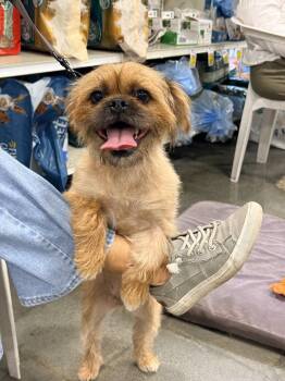 MAISY -  Brussels Griffon Dog for Adoption in Agoura Hills, California - MAISY | PetCurious