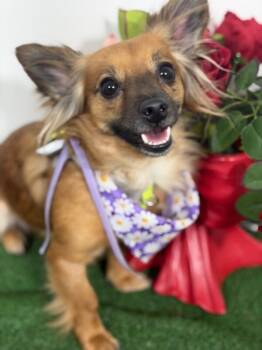 Papillon and Chihuahua Dogs Available for Adoption in Carlsbad, California - Clover-One Of Our Amazing Rescue Dogs | PetCurious