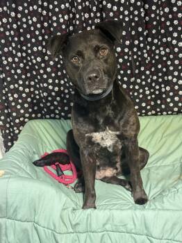 Rescue Labrador Retriever Dogs for Adoption in Opelousas, Louisiana - Shadow | PetCurious