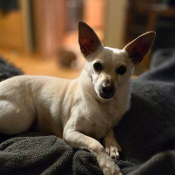 Rescue Chihuahua and Terrier Dogs for Adoption in Rochester, Minnesota - Toddie | PetCurious