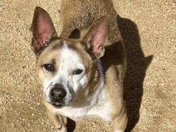 Rescue Mixed Breed Dogs for Adoption in Georgetown, Texas - Spiral | PetCurious