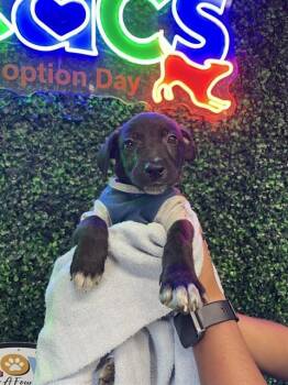 MILO -  Labrador Retriever and Mixed Breed Dog for Adoption in Corpus Christi, Texas - MILO | PetCurious