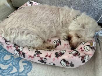 Snowee -  Terrier Dog for Adoption in Winter Garden, Florida - Snowee | PetCurious