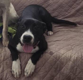 Porsche -  Black Labrador Retriever Dog for Adoption in Los Angeles, California - Porsche | PetCurious