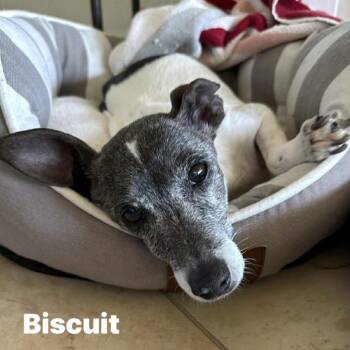 Busted Biscuits (BB) -  Chihuahua and Mixed Breed Dog for Adoption in Venice, Florida - Busted Biscuits (BB) | PetCurious