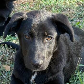 Saturn -  German Shepherd Dog Dog for Adoption in Jacksonville, Arkansas - Saturn | PetCurious