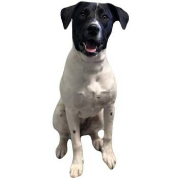 German Shorthaired Pointer Dogs Available for Adoption - Isles | PetCurious