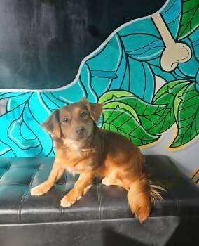 Retriever Dogs Available for Adoption - MELODY Tinycauseadopt@gmail.com  | PetCurious