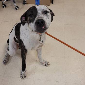 Mixed Breed Dogs Available for Adoption in Lake Panasoffkee, Florida - Spirit | PetCurious