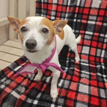 Rita -  Chihuahua and Mixed Breed Dog for Adoption in Beaumont, Texas - Rita | PetCurious