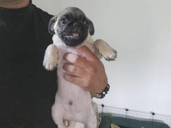 Rescue Pug Dogs for Adoption in Lakewood, California - Peiper | PetCurious