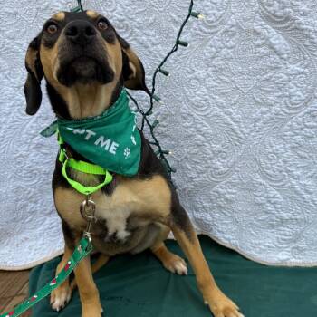 Vixen 112704N -  Labrador Retriever and Mixed Breed Dog for Adoption in Amory, Mississippi - Vixen 112704N | PetCurious