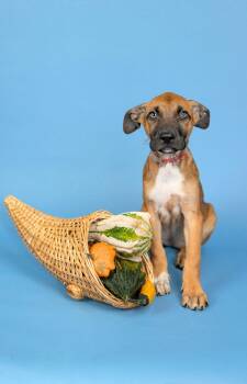 822-26 -  Labrador Retriever Dog for Adoption in Brighton, Colorado - 822-26 | PetCurious