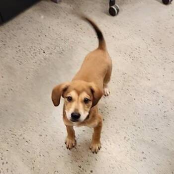 Taz -  Hound and Retriever Dog for Adoption in New Rochelle, New York - Taz | PetCurious