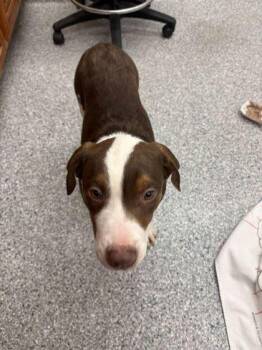 Mixed Breed Dogs Available for Adoption - Muddy Buddies | PetCurious